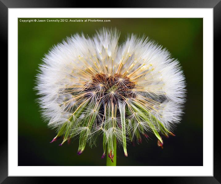 Dandelion Framed Mounted Print by Jason Connolly