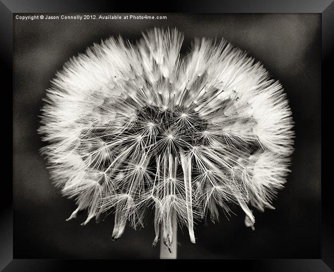 Dandy seeds Framed Print by Jason Connolly