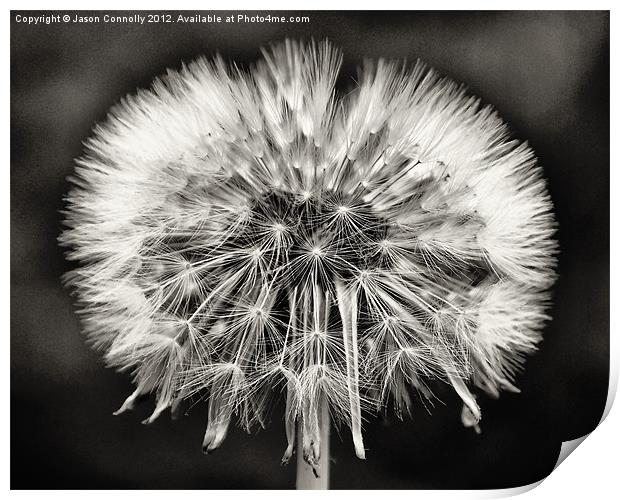 Dandy seeds Print by Jason Connolly