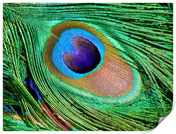 The Peacock's Tail Eye Print by Terri Waters