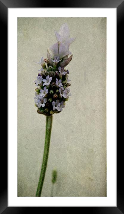 french lavender Framed Mounted Print by Heather Newton