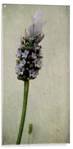 french lavender Acrylic by Heather Newton
