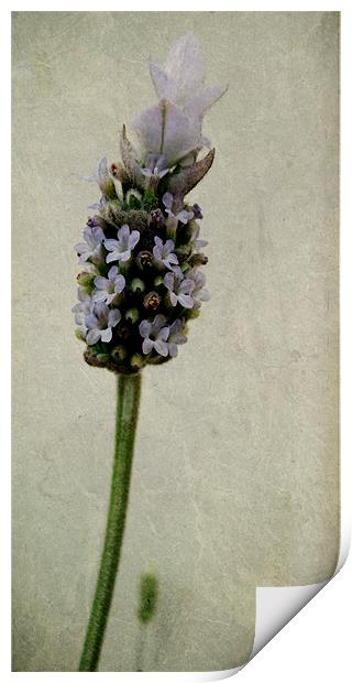 french lavender Print by Heather Newton