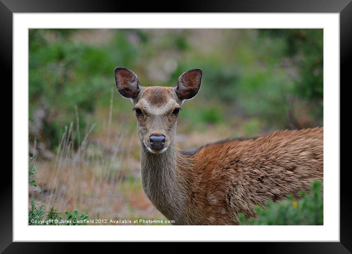 Oh Deer! Framed Mounted Print by Jules Camfield