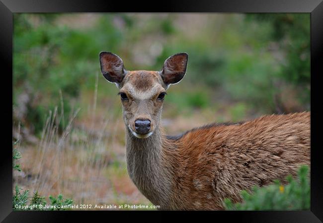 Oh Deer! Framed Print by Jules Camfield