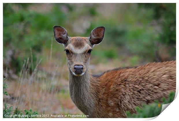 Oh Deer! Print by Jules Camfield
