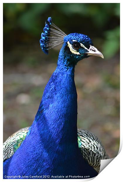 Peacock Print by Jules Camfield