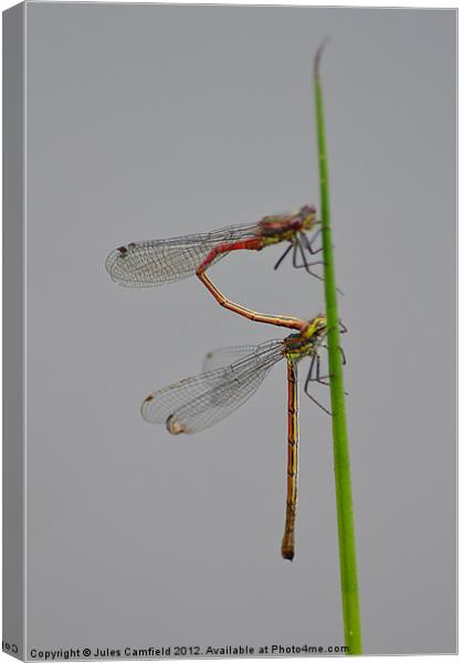 Dragonflies Canvas Print by Jules Camfield