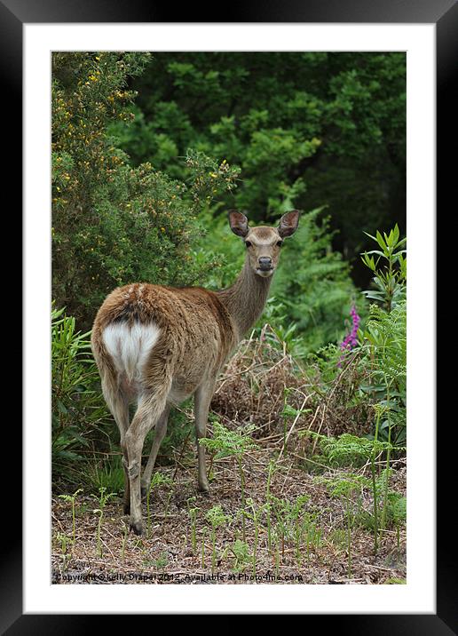 Deer Framed Mounted Print by kelly Draper