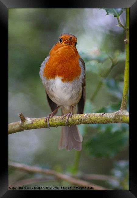 Singing Robin Framed Print by kelly Draper