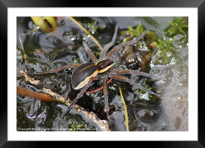 Raft Spider Framed Mounted Print by kelly Draper