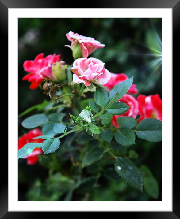 Lovely Pink and Red Roses Framed Mounted Print by Isabel Antonelli