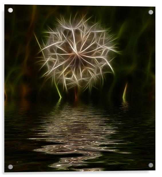 Dandelion reflected Acrylic by Dean Messenger