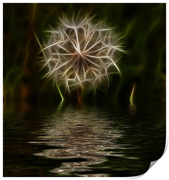 Dandelion reflected Print by Dean Messenger
