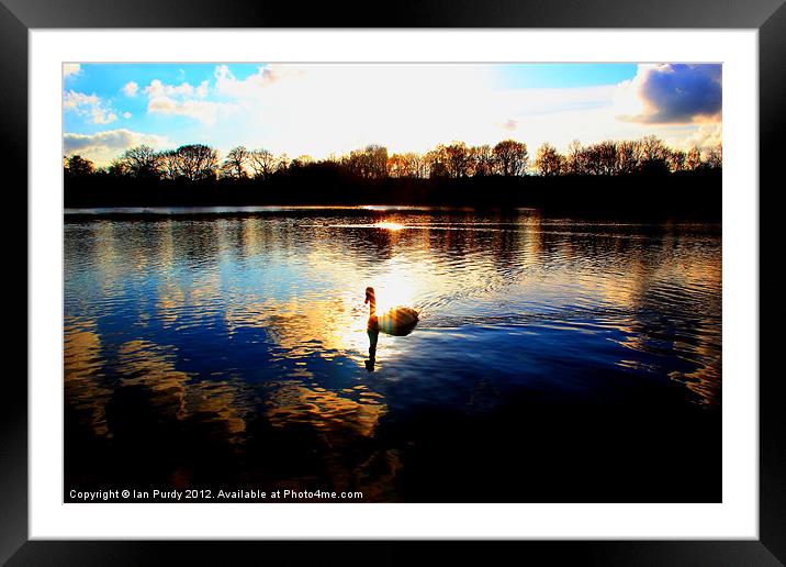 Lone swan Framed Mounted Print by Ian Purdy