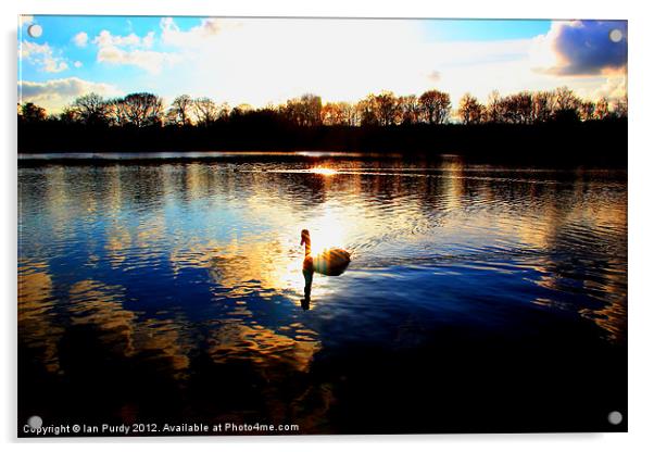 Lone swan Acrylic by Ian Purdy