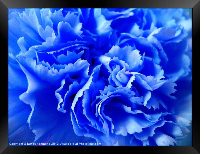 Blue Carnation Ruffle Framed Print by james richmond