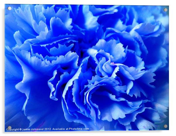 Blue Carnation Ruffle Acrylic by james richmond
