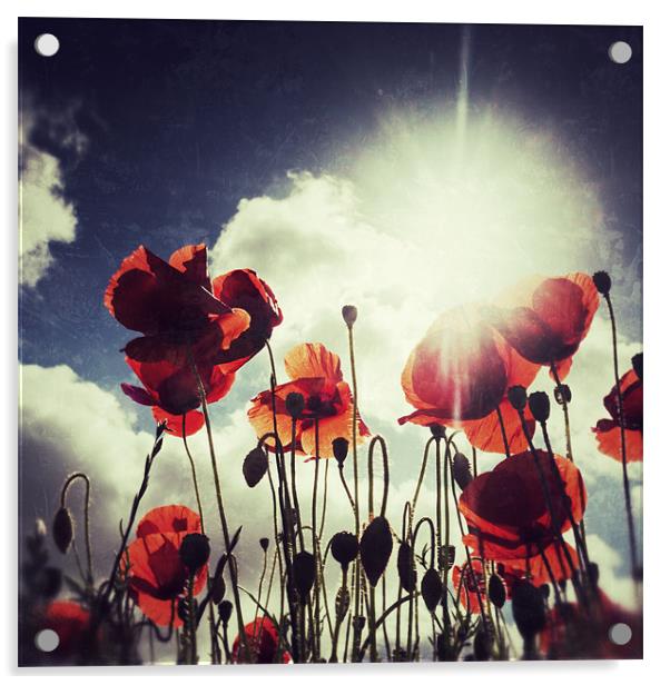 Poppies Acrylic by Simon Wrigglesworth
