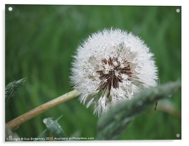 Fairy Dandelion Flower Acrylic by Sue Bottomley