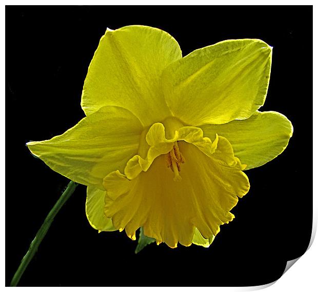 Dafodil Print by Derek Vines