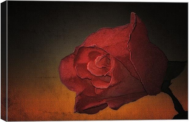 PORTRAIT OF A ROSE Canvas Print by Tom York