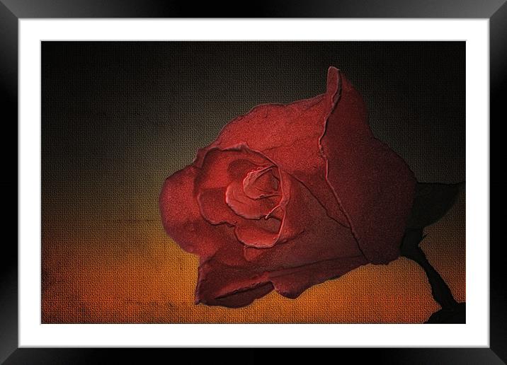 PORTRAIT OF A ROSE Framed Mounted Print by Tom York