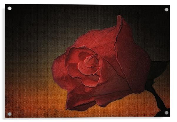 PORTRAIT OF A ROSE Acrylic by Tom York