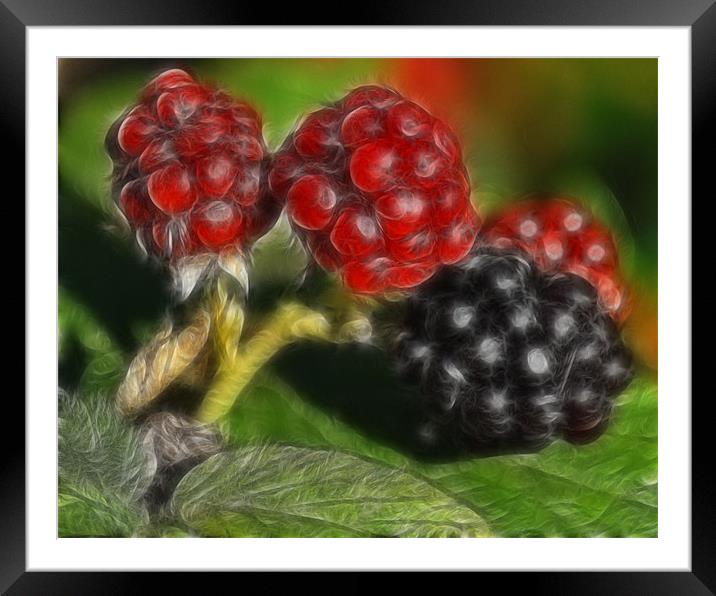 Summer Fruits Framed Mounted Print by Paul Holman Photography