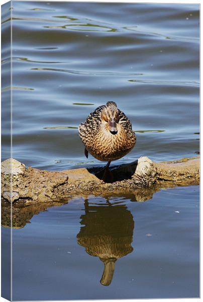Resting Duck Canvas Print by Linda Brown