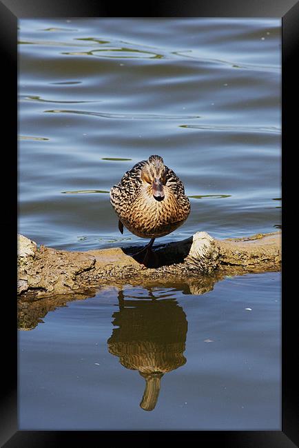 Resting Duck Framed Print by Linda Brown