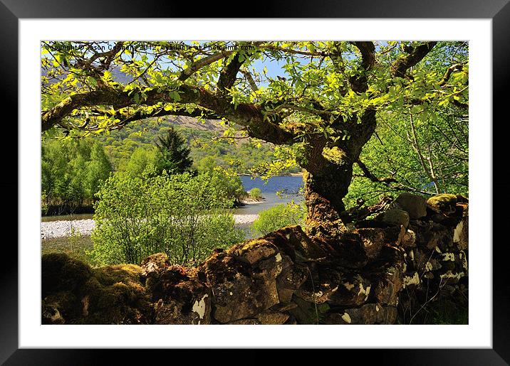 Ennerdale Tree views Framed Mounted Print by Jason Connolly