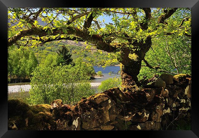 Ennerdale Tree views Framed Print by Jason Connolly