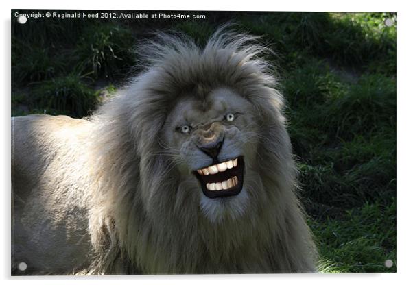lion smiling Acrylic by Reginald Hood
