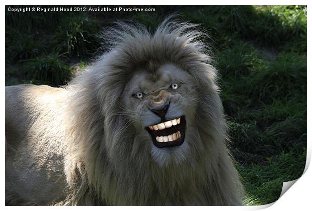 lion smiling Print by Reginald Hood