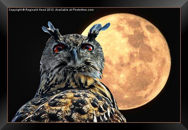 owl Framed Print by Reginald Hood