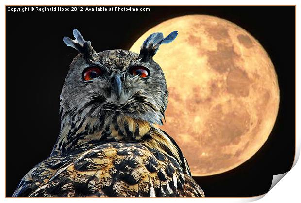 owl Print by Reginald Hood