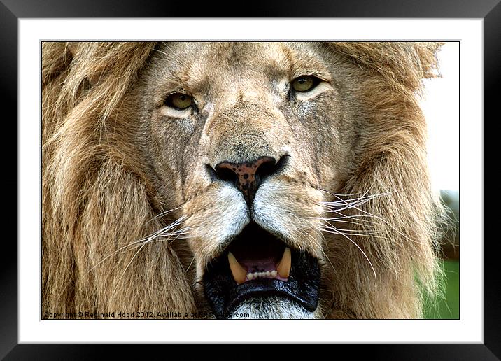 lion Framed Mounted Print by Reginald Hood