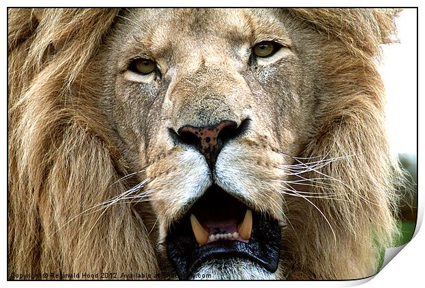 lion Print by Reginald Hood