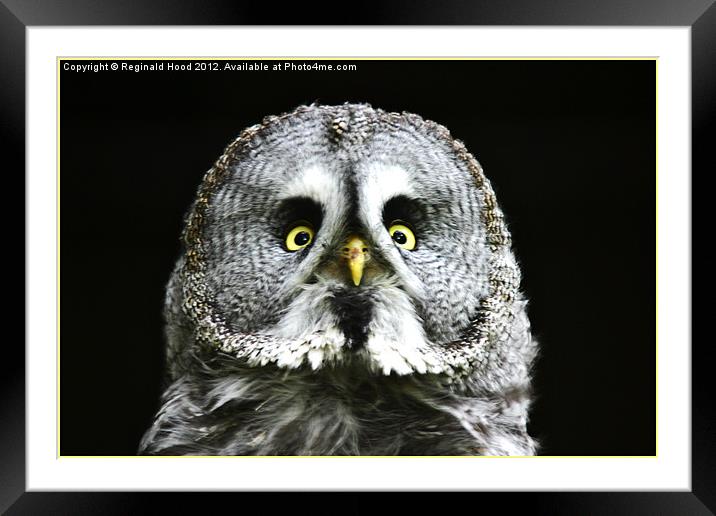 great grey owl Framed Mounted Print by Reginald Hood