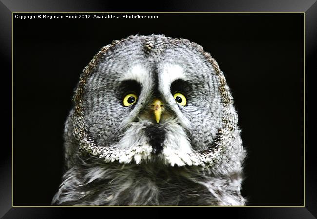 great grey owl Framed Print by Reginald Hood