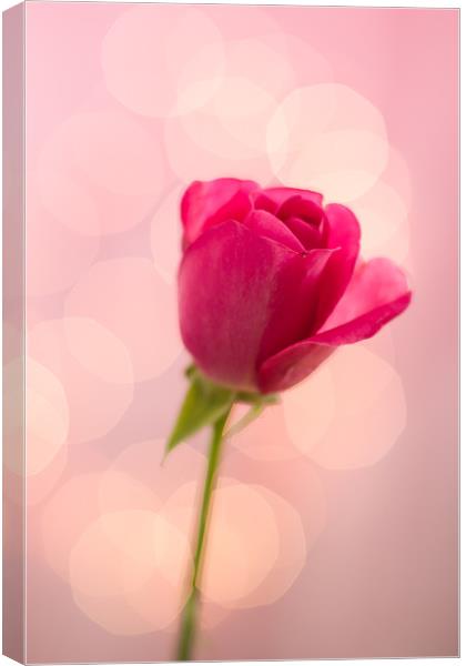 Pink Rose Bokeh Canvas Print by Victoria Davies