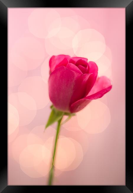 Pink Rose Bokeh Framed Print by Victoria Davies