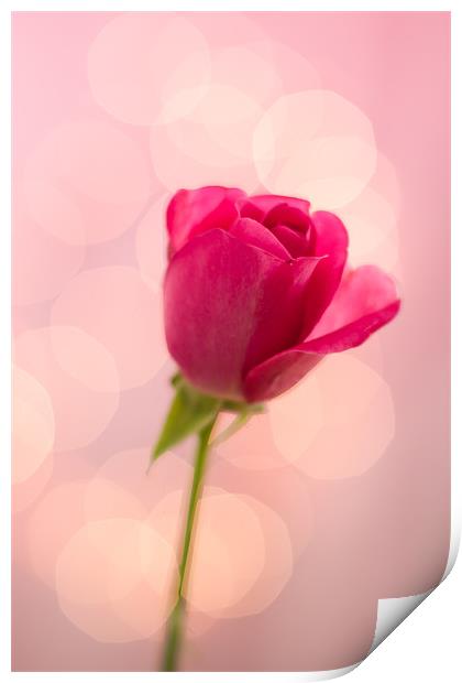 Pink Rose Bokeh Print by Victoria Davies
