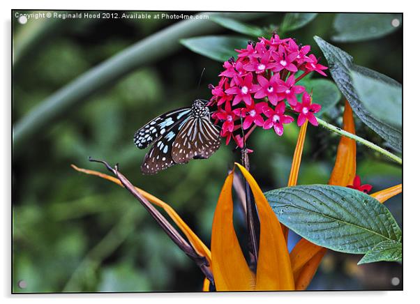 butterfly Acrylic by Reginald Hood