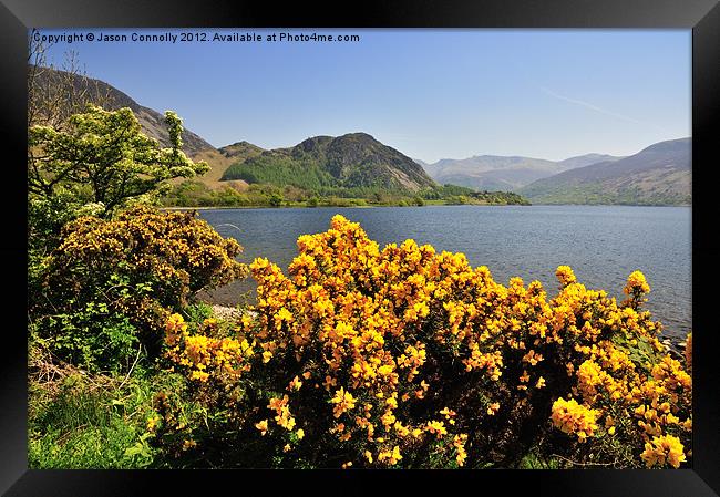 Gorse At Ennerdale Framed Print by Jason Connolly