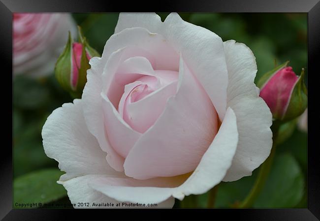 English Rose Framed Print by mike wingrove