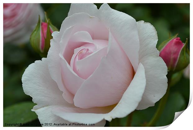 English Rose Print by mike wingrove