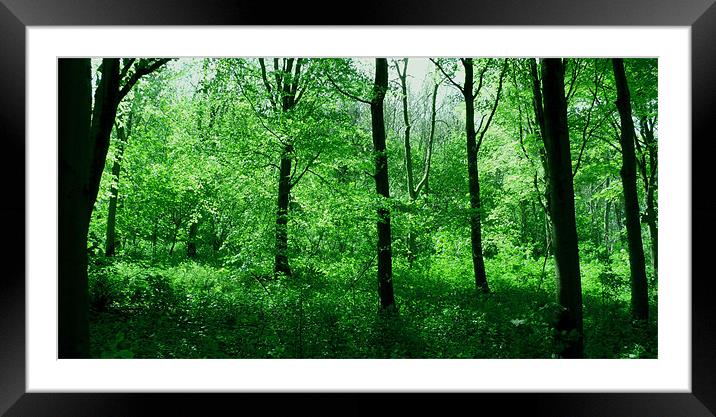 Dream Forest Framed Mounted Print by Sarah Couzens