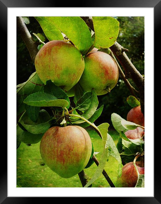 Apple Tree Framed Mounted Print by Sarah Couzens